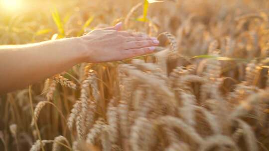 小麦成熟用手抚摸