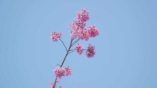 武汉市东湖磨山樱花园粉色樱花特写4k视频