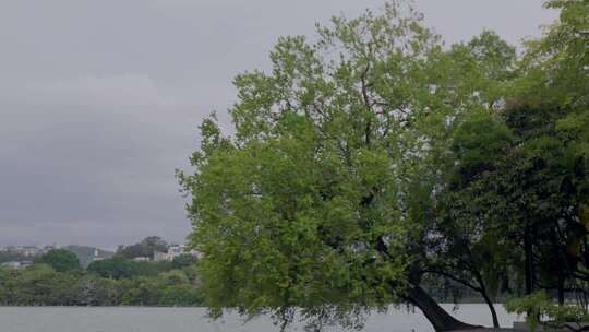 蝉鸣鸟叫绿树成荫日出日落温馨治愈清新自然