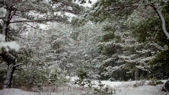 高松树干上的降雪