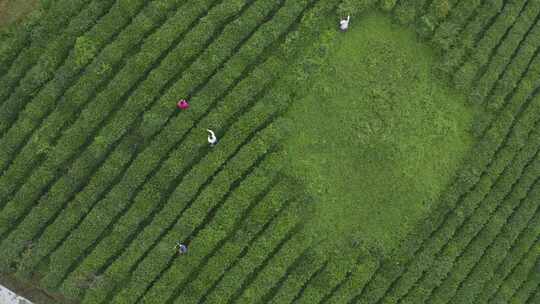 湖北恩施绿色户外清新茶园航拍风光