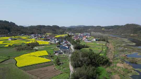 航拍乡村田野油菜花田