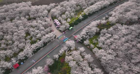 孤柏渡飞黄旅游区樱花园鲜花盛开