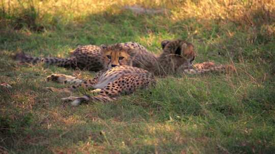 两只亚成年猎豹（Acinonyx jub