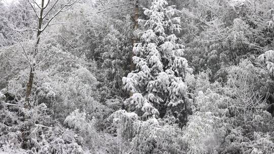 寒潮冬天下雪