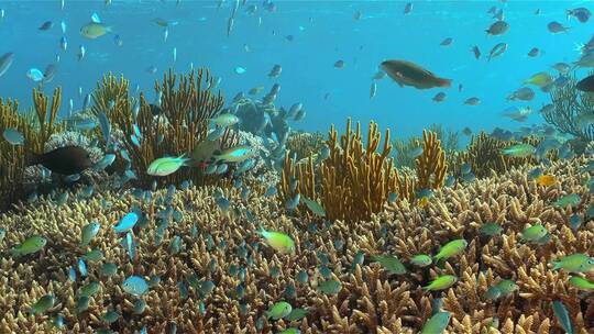 海底世界珊瑚礁小丑鱼海南三亚潜水旅行热带视频素材模板下载