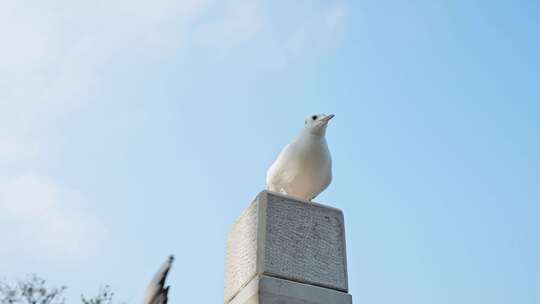 红嘴鸥海埂海鸥