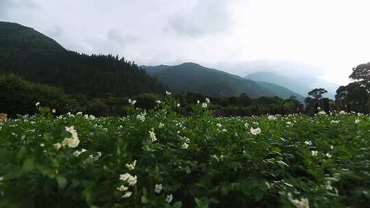 土豆地洋芋花