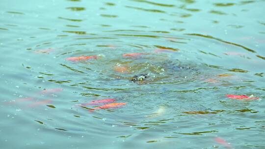 湖水中觅食的锦鲤
