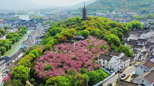 苏州铜观音寺樱花航拍