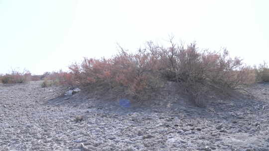 新疆沙漠的秋天景色视频素材模板下载