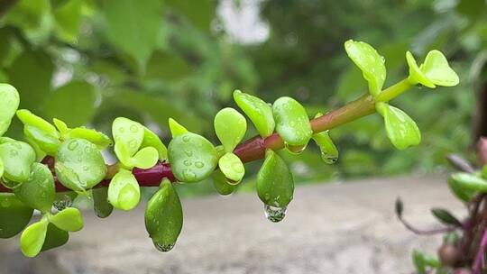 金枝玉叶植物