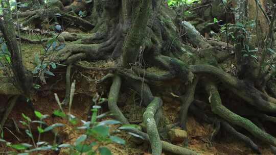 深山老树根