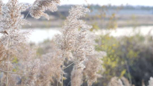 芦苇 禾本科 花 干芦苇 被子植物 芦苇毛