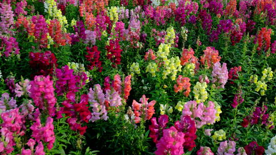 金鱼草花园花海 春暖花开