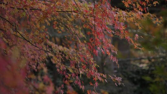 上海公园秋天枫叶