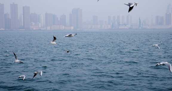 大海海面飞翔的海鸥