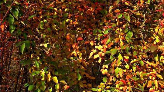 微风吹过泛红的树叶