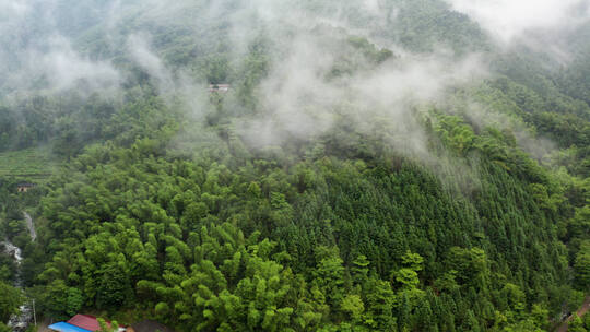 雨后山林里的云雾