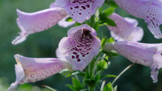 春天花园花坛鲜花盛开春暖花开  毛地黄