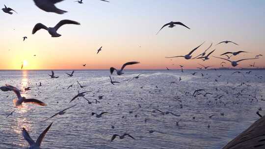 海鸥 海边 海平线 日出 群鸟 大海