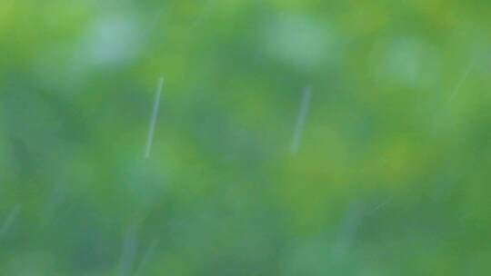 城市下暴雨下雨天雨水雨滴植物树叶子树木雨