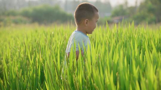 儿童在水稻田-奔跑视频素材模板下载