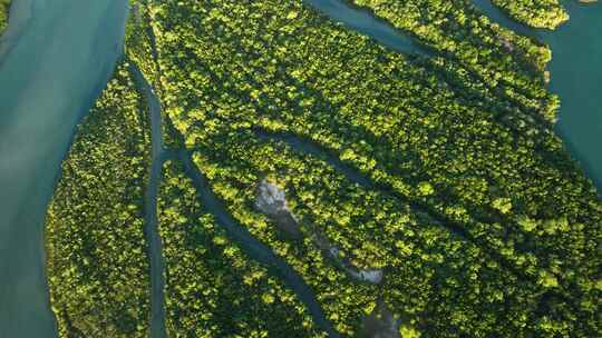 巴西亚马逊河三角洲岛屿上生长的红树林自上而下的航拍