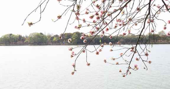 春天尚湖樱花绽放