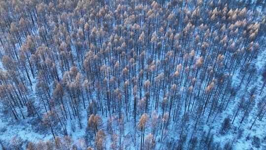 鸟瞰夕阳笼罩下的林海雪原密林