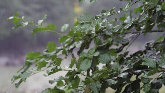 雨以慢动作下着