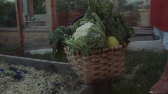 蔬菜篮里装满蔬菜