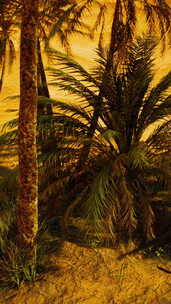 沙漠中的棕榈绿洲