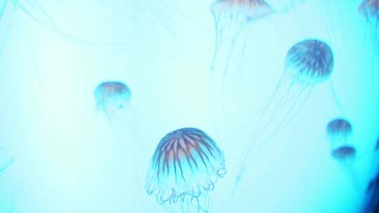 水母 无脊椎浮游动物 海蜇 水下摄影视频素材模板下载