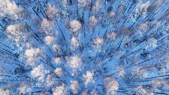 俯拍冬日雪景中银装素裹的树林