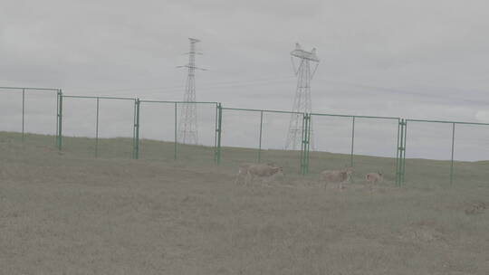 青海省可可西里藏羚羊幼崽09视频素材模板下载