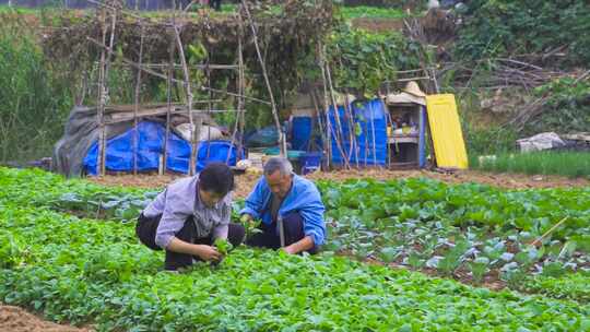 农村菜园子 有机蔬菜 农民 种菜视频素材模板下载