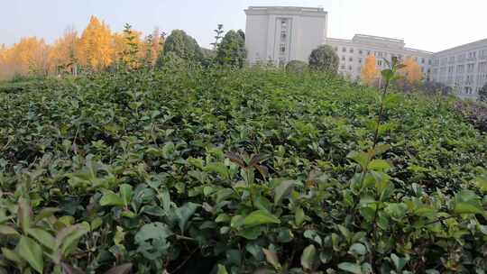 四川成都 电子科技大学清水河校区校园风光