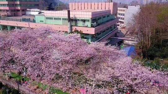 春天武汉长江边的晴川饭店樱花