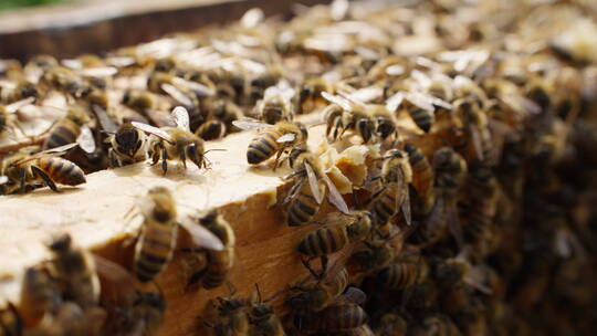 养蜂场里飞舞蜜蜂慢镜头视频素材模板下载