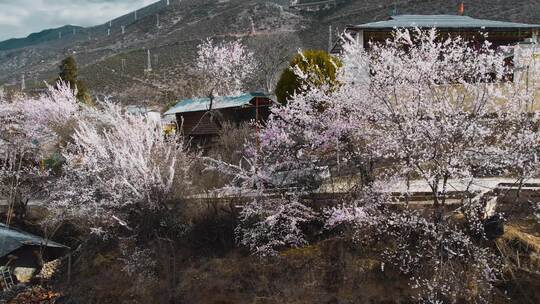 开车穿过香格里拉尼西藏族村庄春季桃花盛开