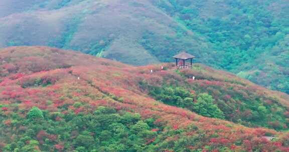 长沙浏阳大围山国家森林公园杜鹃花航拍