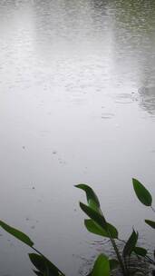 下雨天雨水滴落在池塘