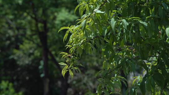 夏日炎热树木