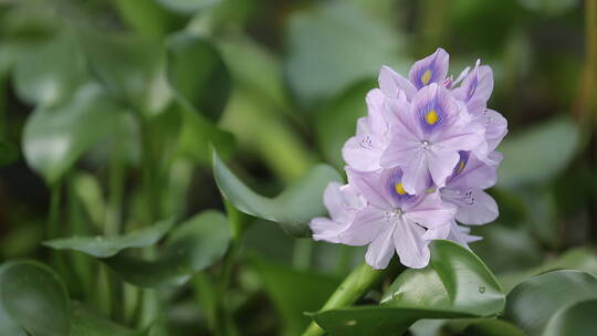 水葫芦花