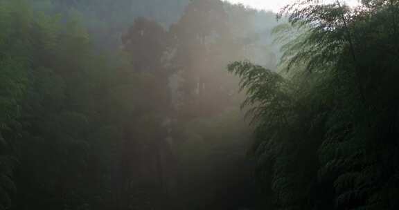 晨雾中的竹林逆光光影空镜