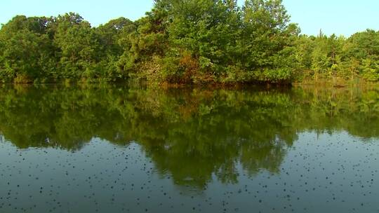 森林池塘的水面