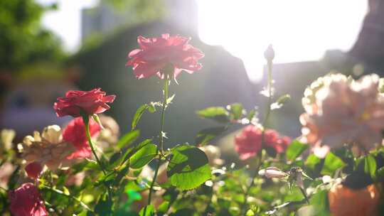 夏日阳光下月季花花朵的治愈系风景