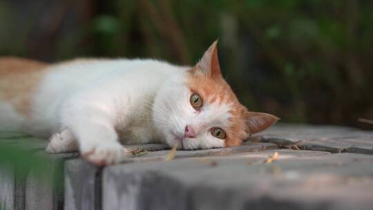 橘猫躺在窗台上休息