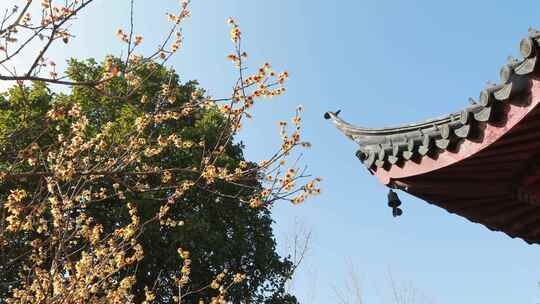 北寺塔合集视频素材模板下载